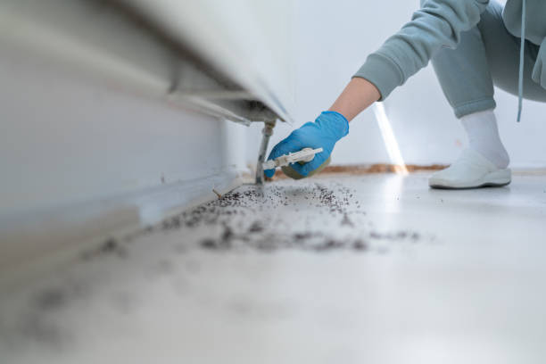 Best Affordable Pest Control Services  in Rodeo, CA